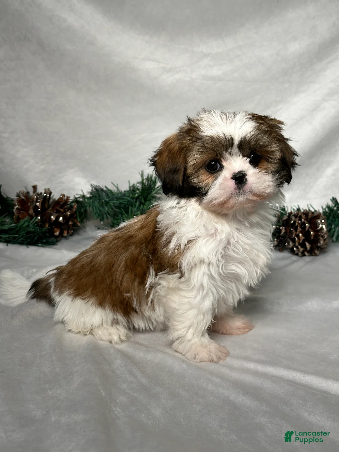 Shih Tzu dogs for sale: Luna - Ad 3