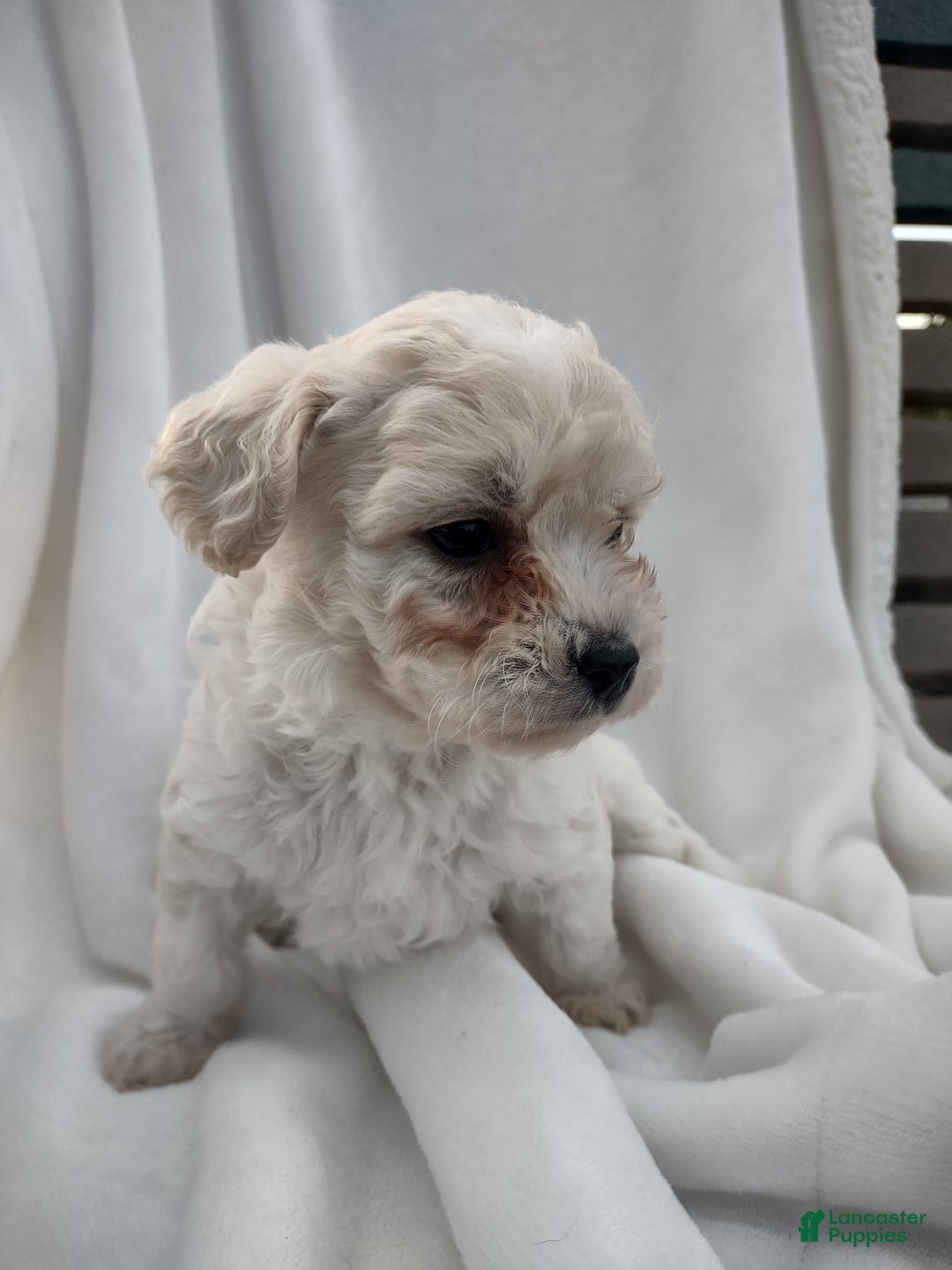 Chipoo dogs for sale: Janeen - Ad 4