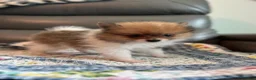 Pomeranian dogs for sale: Bella - Ad 7