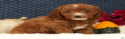 Cavapoo dogs for sale: Sawyer - Ad 9