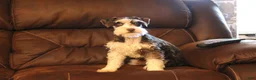 Miniature Schnauzer dogs for sale: Gunner - Ad 9