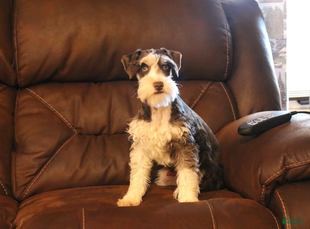 Miniature Schnauzer dogs for sale: Gunner - Ad 9