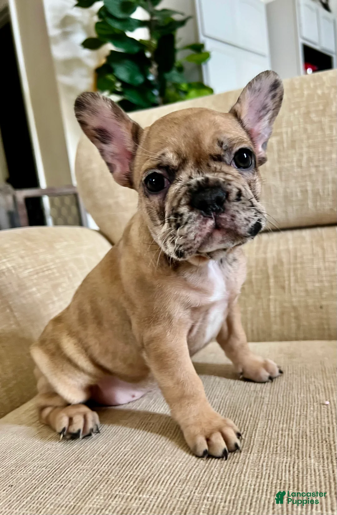 French Bulldog dogs for sale: Scout  - Ad 22