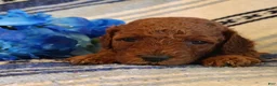 Mini Goldendoodle dogs for sale: Sully - Ad 3