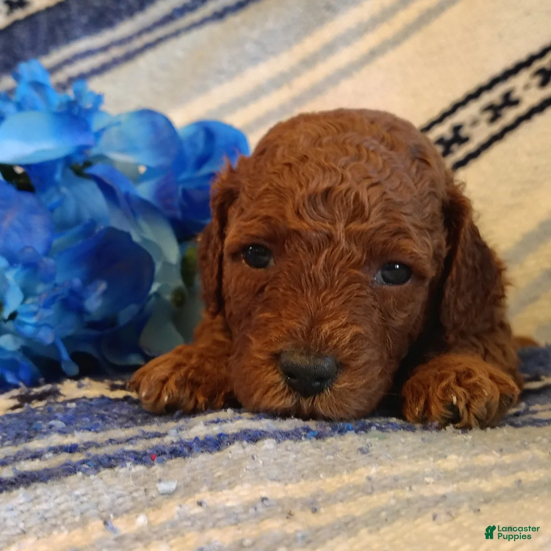 Mini Goldendoodle dogs for sale: Sully - Ad 3