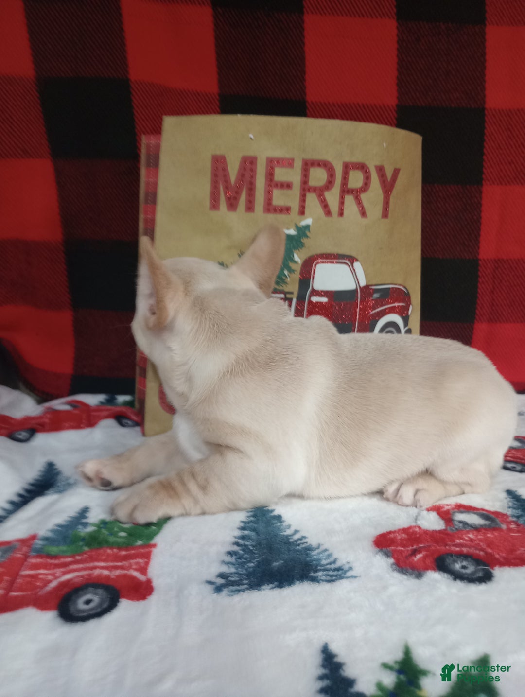 French Bulldog dogs for sale: Joel  - Ad 6