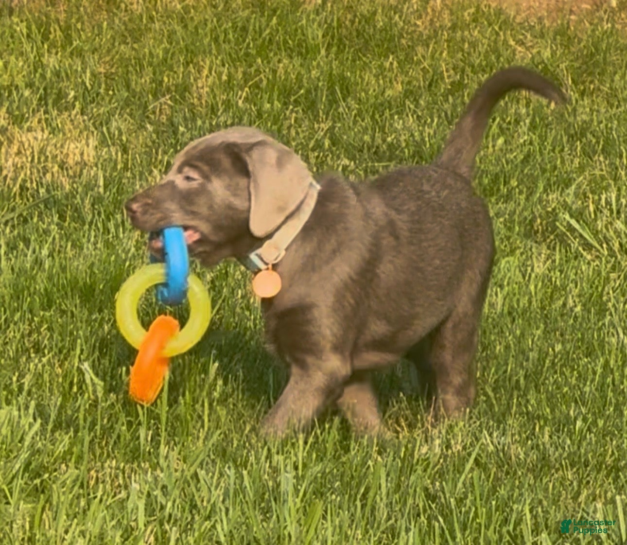 Labrador Retriever dogs Labrador Retriever 1 - Ad 2