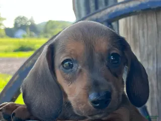Miniature Dachshund dogs Snoopy - Ad 1