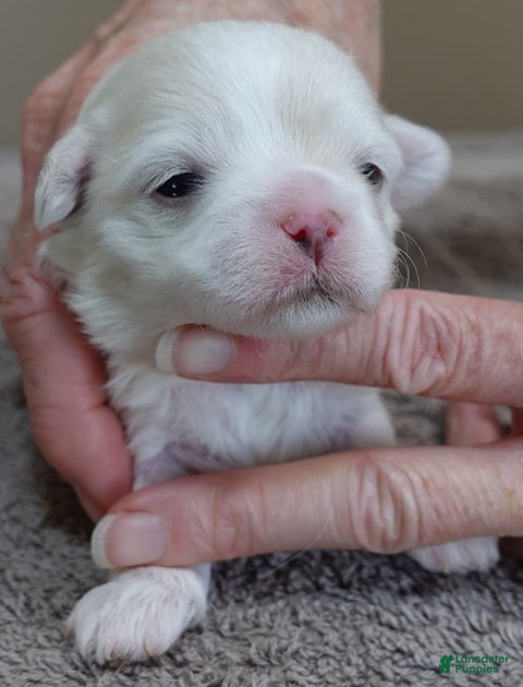 Maltese dogs Lila  - Ad 13