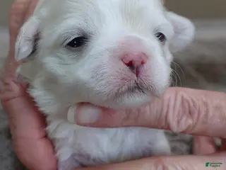 Maltese dogs Lila - Ad 28