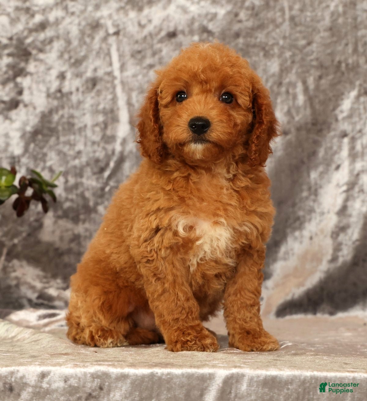 Mini Goldendoodle dogs Tori - Ad 1