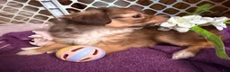 Mixed Breed dogs for sale: Mixed Breed 3 - Ad 3