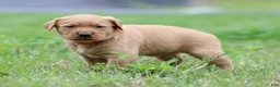 Labrador Retriever dogs for sale: Juno - Ad 1