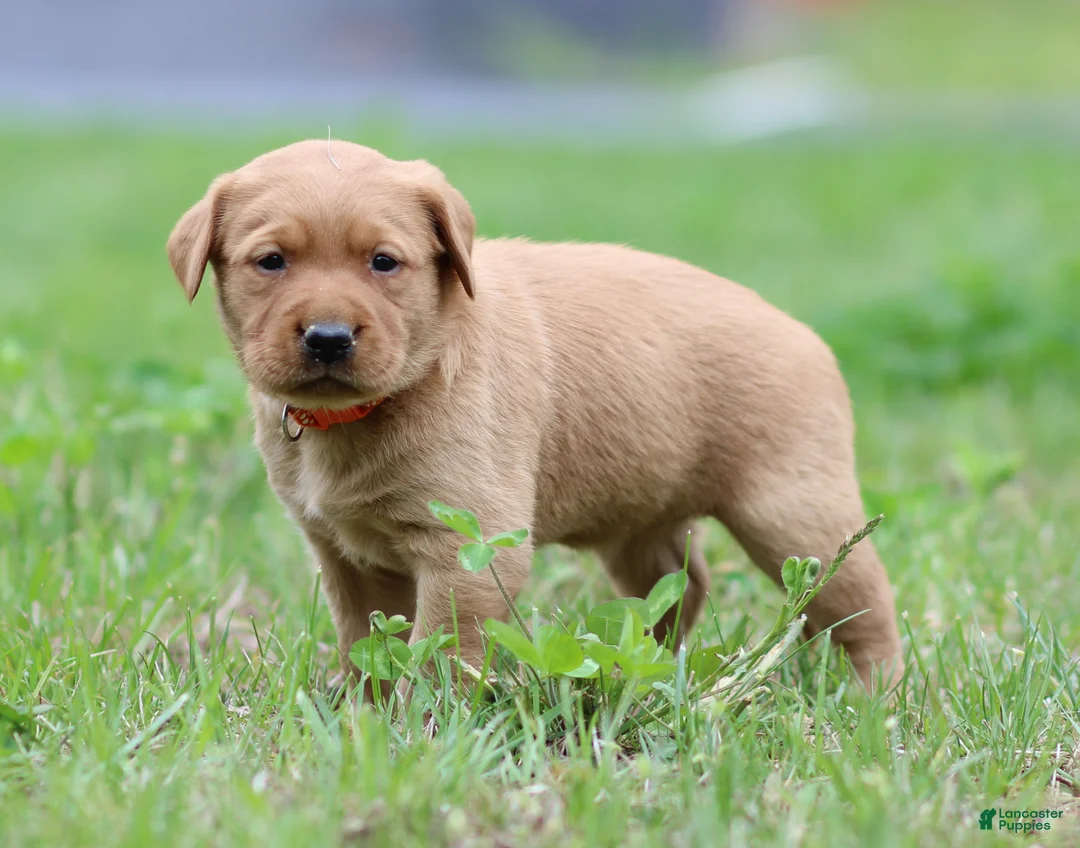 Labrador Retriever dogs for sale: Juno - Ad 1