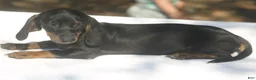 Dachshund dogs for sale: Black and Tan Brindle Smooth Female  - Ad 4