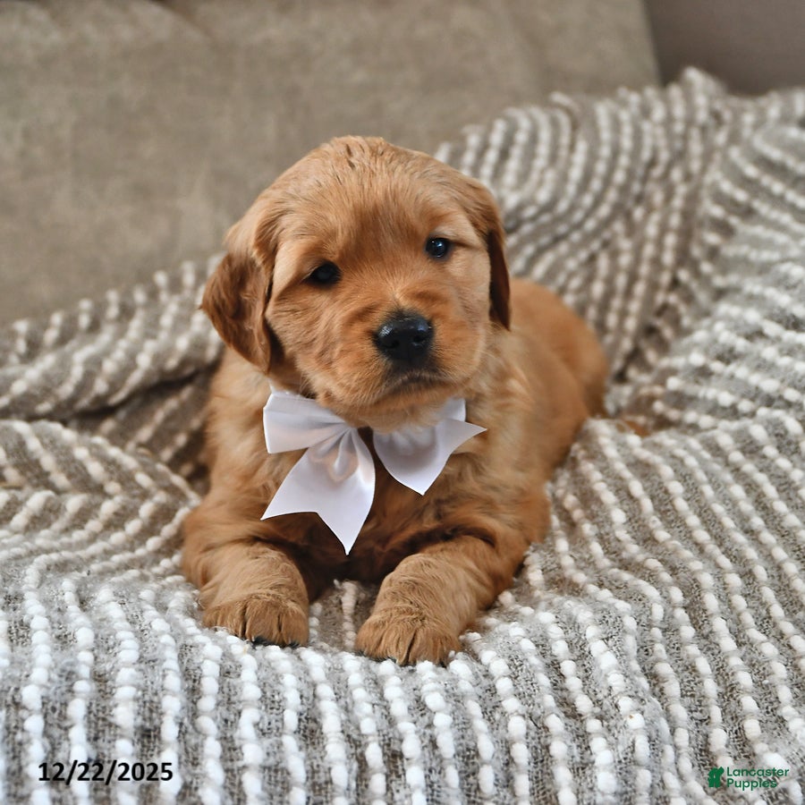 Golden Retriever dogs Remington - Ad 16