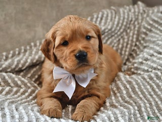 Golden Retriever dogs Remington - Ad 16