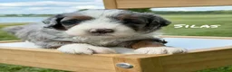 Mini Bernedoodle dogs for sale: Silas - Blue Merle Mini Bernedoodle - Ad 2