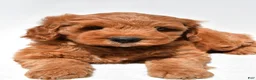 Mini Goldendoodle dogs for sale: Jared - Ad 7
