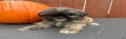 Shih Tzu dogs for sale: Waffle - Ad 5