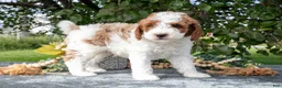Miniature Poodle dogs for sale: Tyson - Ad 1