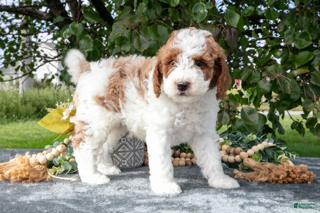 Miniature Poodle dogs for sale: Tyson - Ad 1