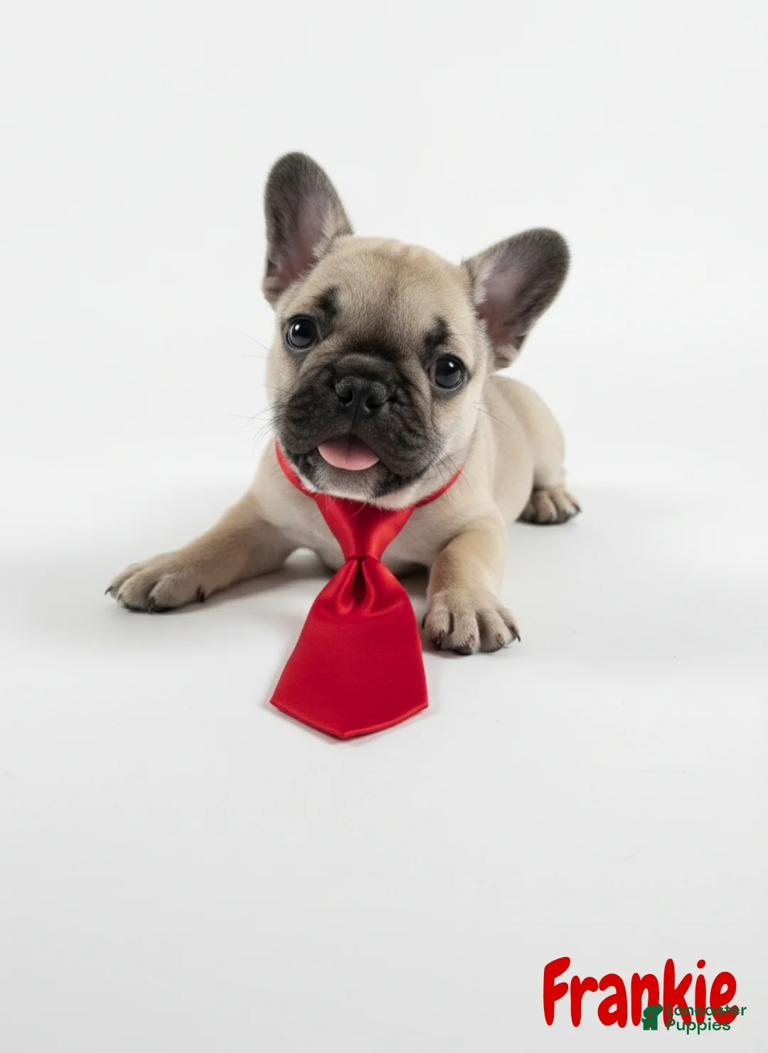 French Bulldog dogs for sale: French Bulldog Puppy 3 - Ad 1