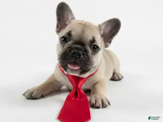 French Bulldog dogs for sale: French Bulldog Puppy 3 - Ad 1