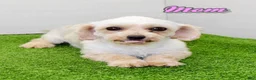 Maltipoo dogs for sale: Sugar - Ad 8