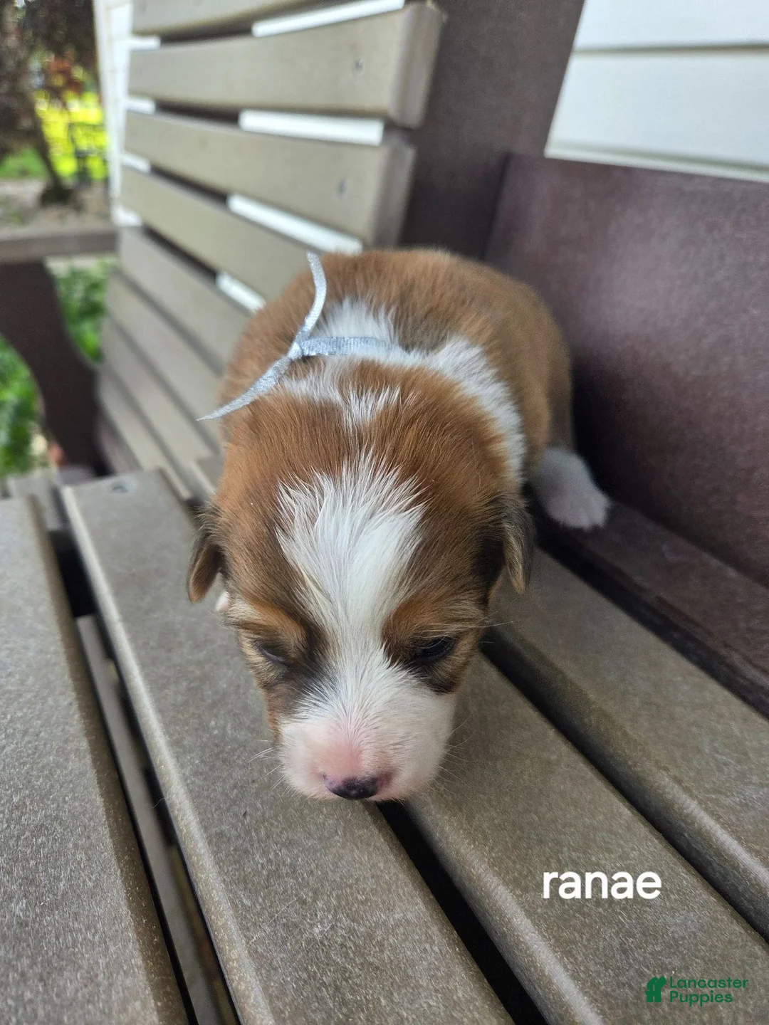 Welsh Corgi Pembroke dogs for sale: Welsh Corgi Pembroke 3 - Ad 2
