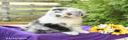 Pomsky dogs for sale: Kitt - Ad 1