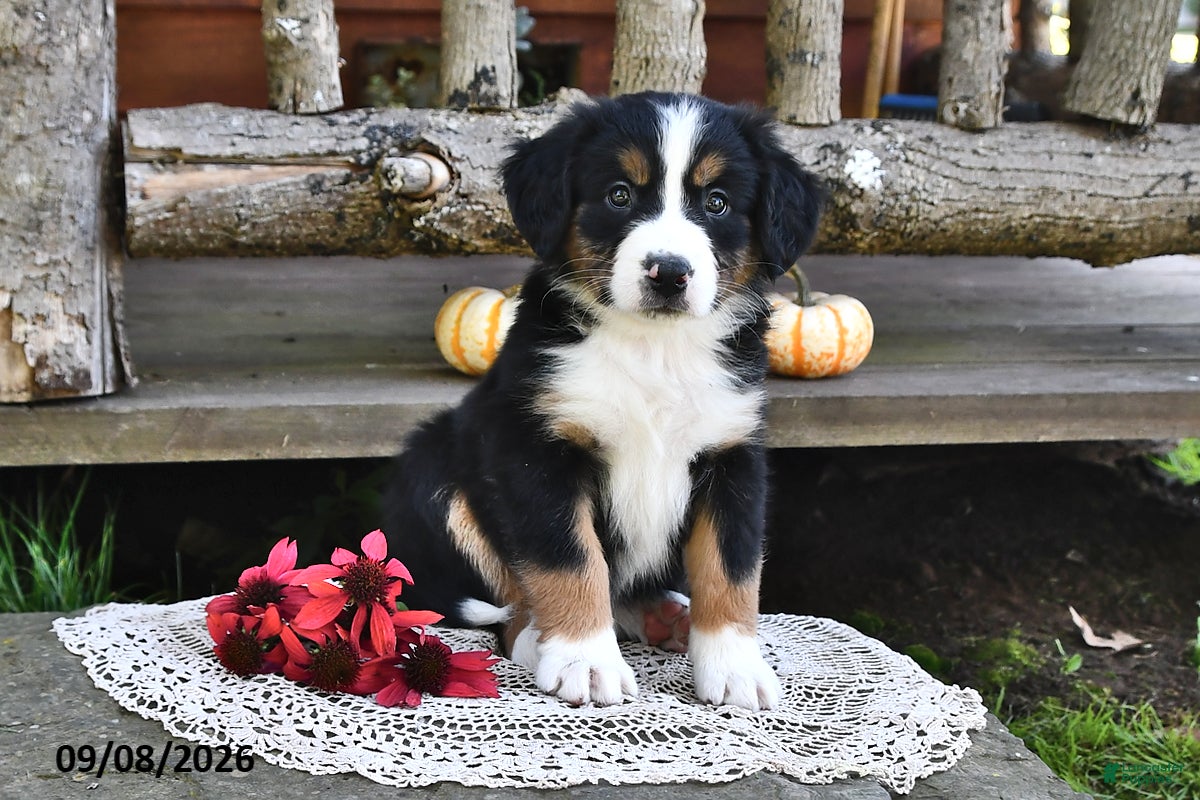 Mixed Breed dogs Rose  - Ad 1