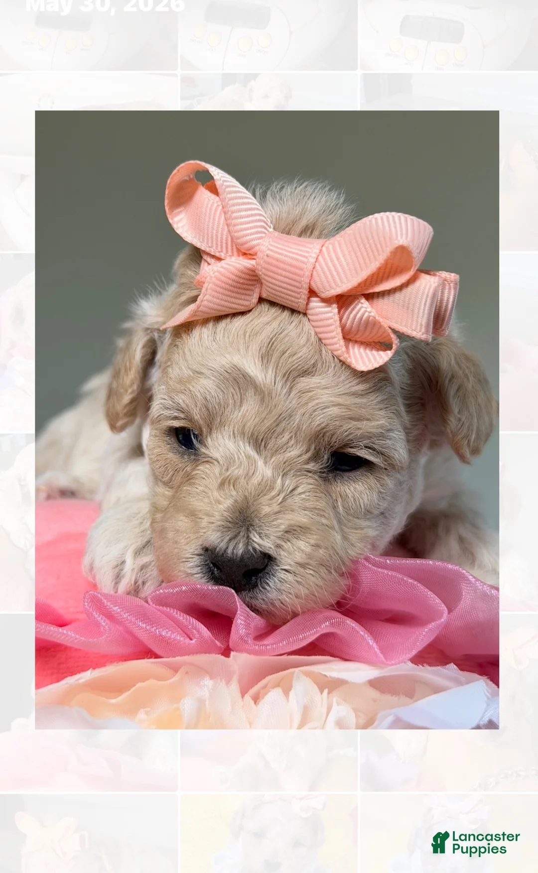 Toy Poodle dogs for sale: Toy Poodle 1 - Ad 1
