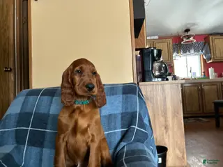 Irish Setter dogs Irish Setter male green collar - Ad 35