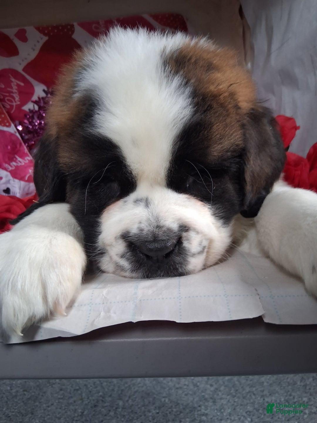 Saint Bernard dogs for sale: Magnus  - Ad 3