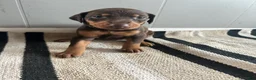 Doberman Pinscher dogs for sale: Tan Collar - Ad 2