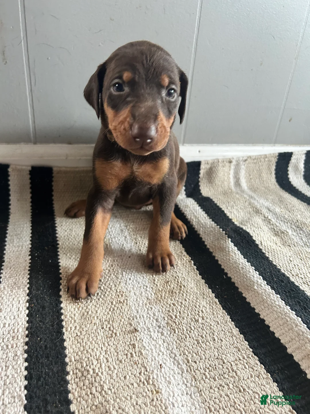 Doberman Pinscher dogs for sale: Tan Collar - Ad 2
