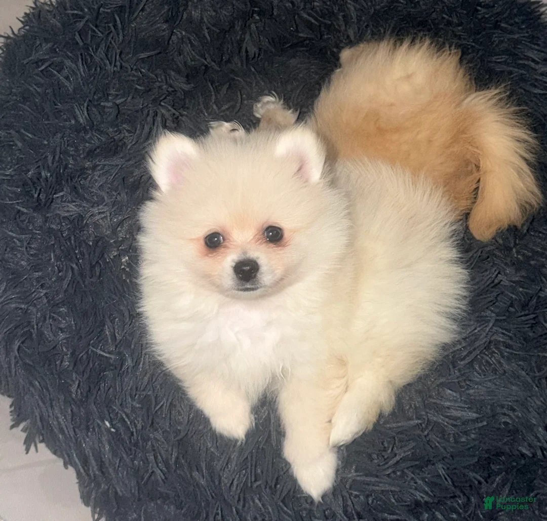 Pomeranian dogs for sale: Pomeranian Puppy 1 - Ad 2