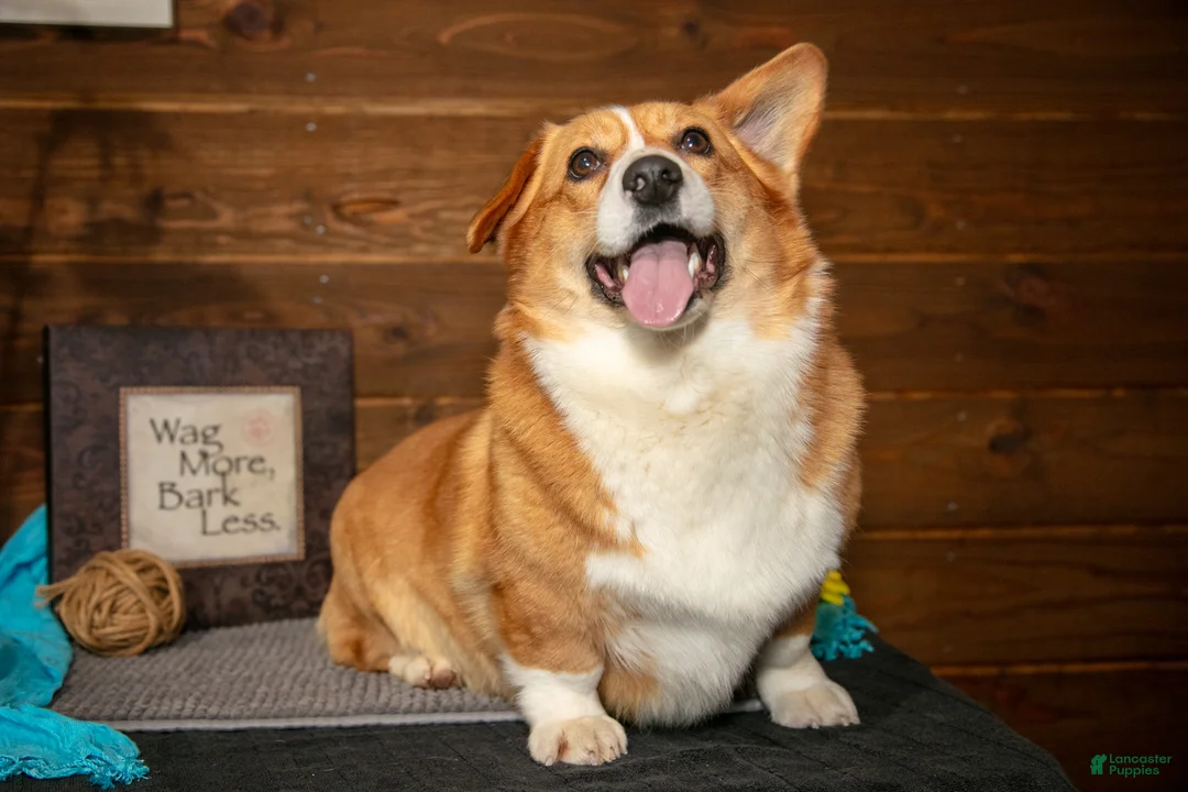 Welsh Corgi Pembroke dogs for sale: Elsa - Ad 1