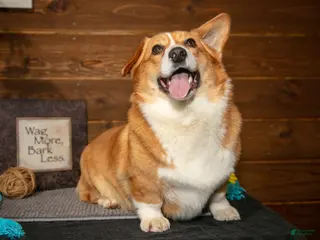 Welsh Corgi Pembroke dogs for sale: Elsa - Ad 3
