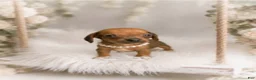 Miniature Dachshund dogs for sale: Francisca.  0.10 lbs on 6/30 - Ad 3
