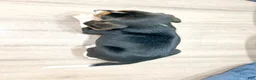 Beagle dogs for sale: Diamond - Ad 5