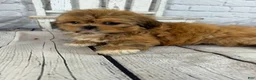 Shih Tzu dogs for sale: Dale - Ad 6