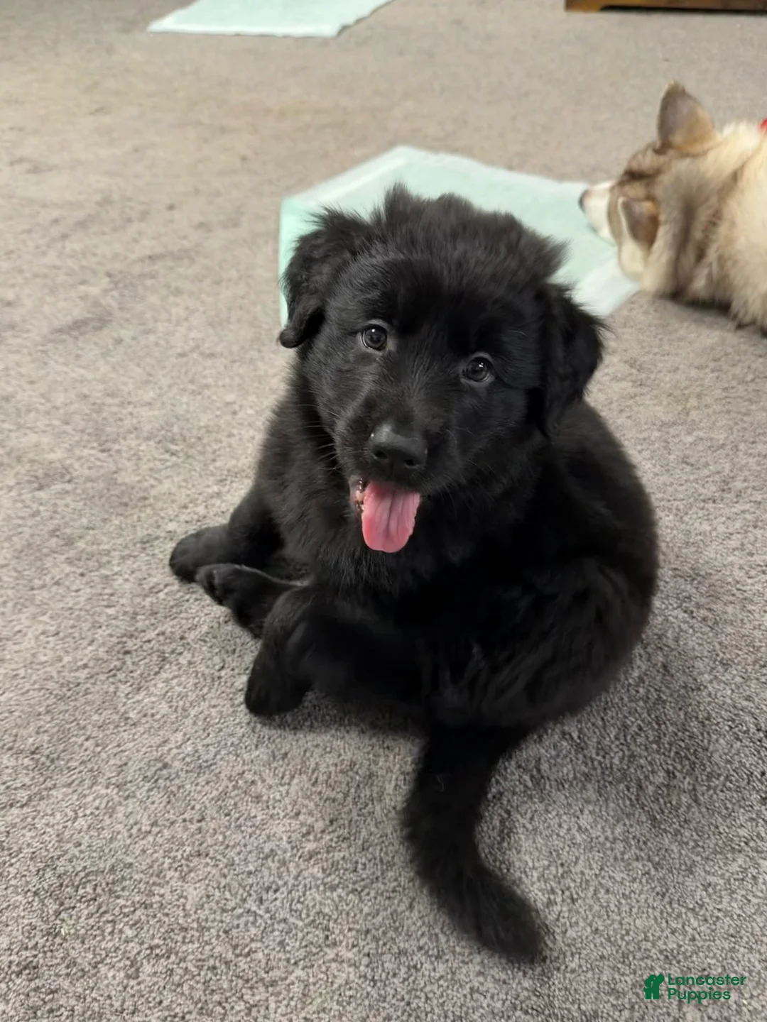 Golden Shepherd dogs for sale: Ike - Ad 1