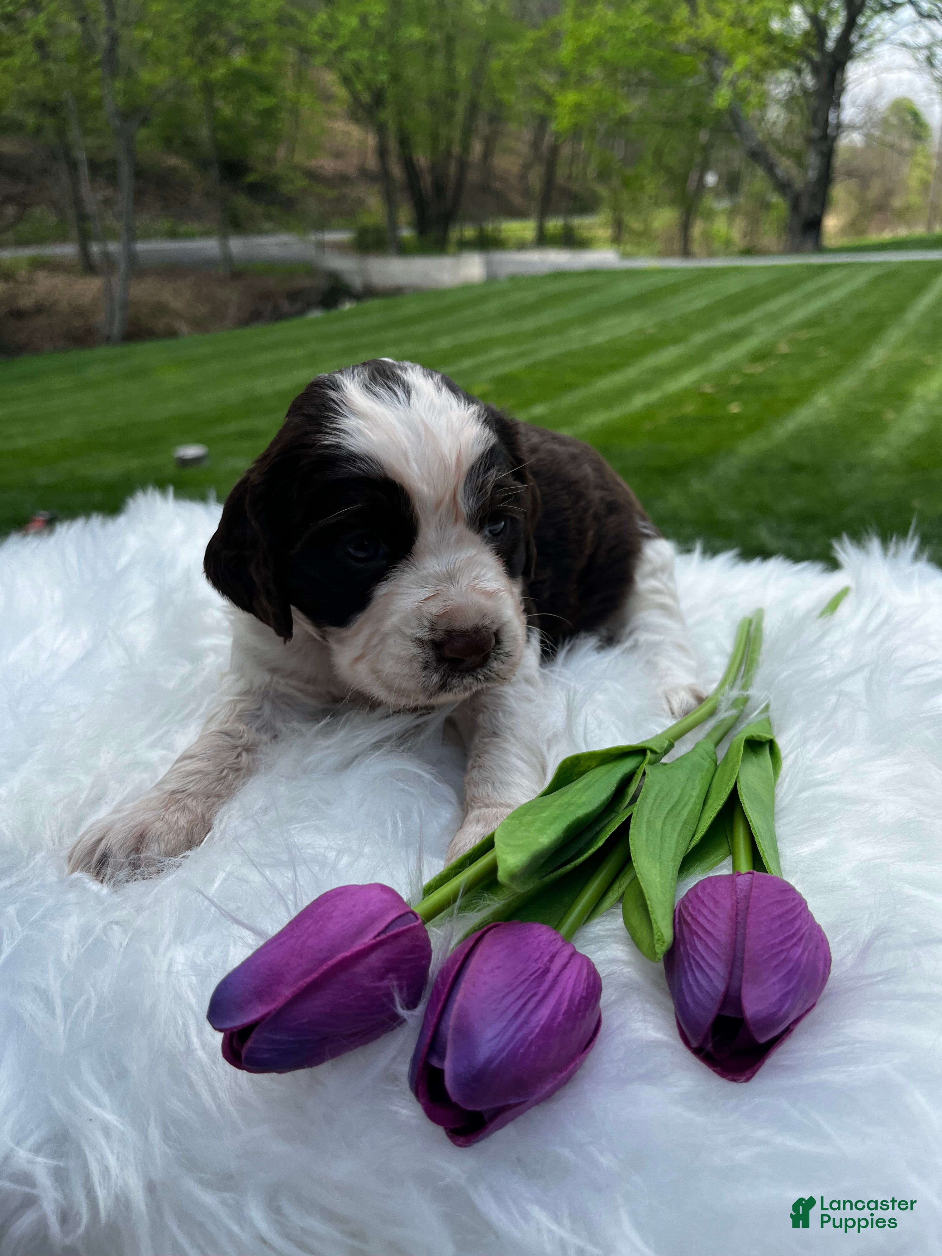 English Springer Spaniel dogs Petunia - Ad 1