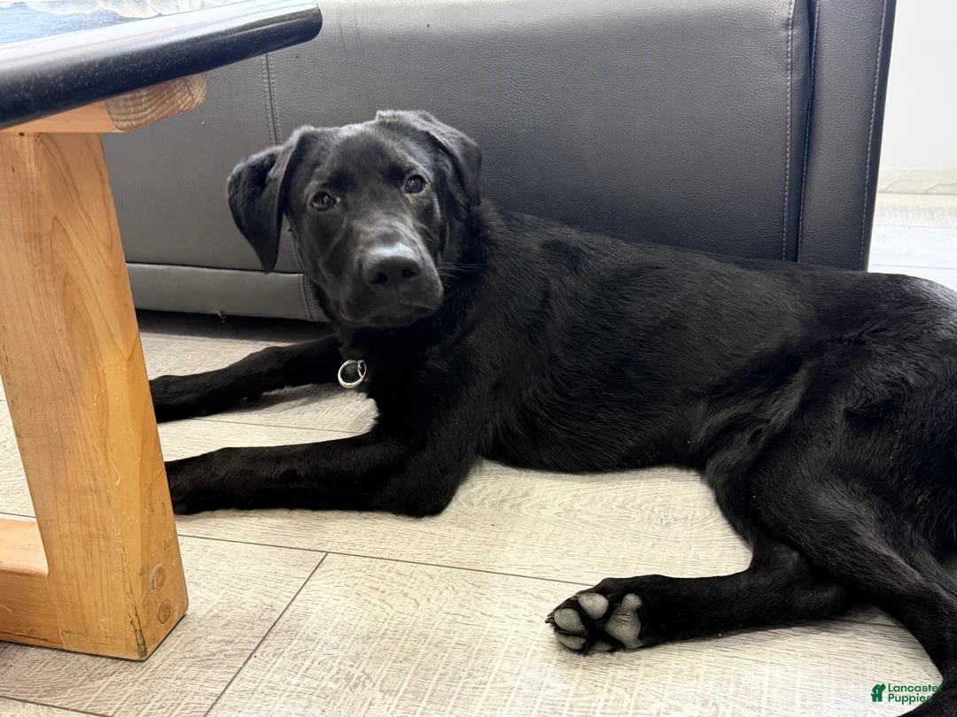 Gallery Image {{count}}