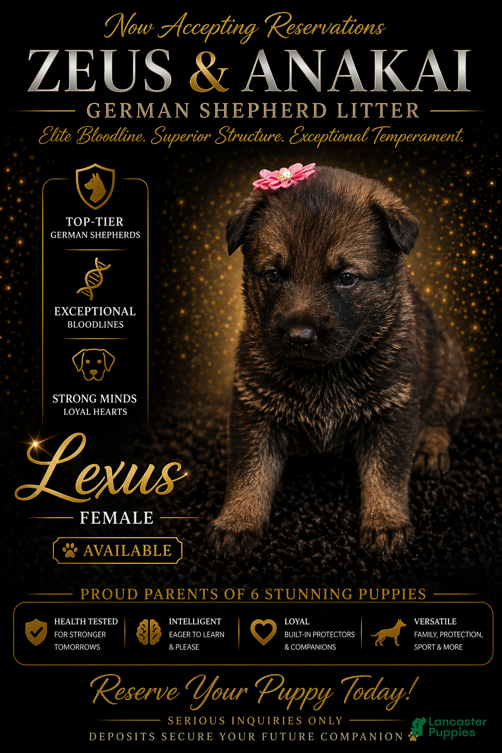 German Shepherd dogs Lexus - Ad 24