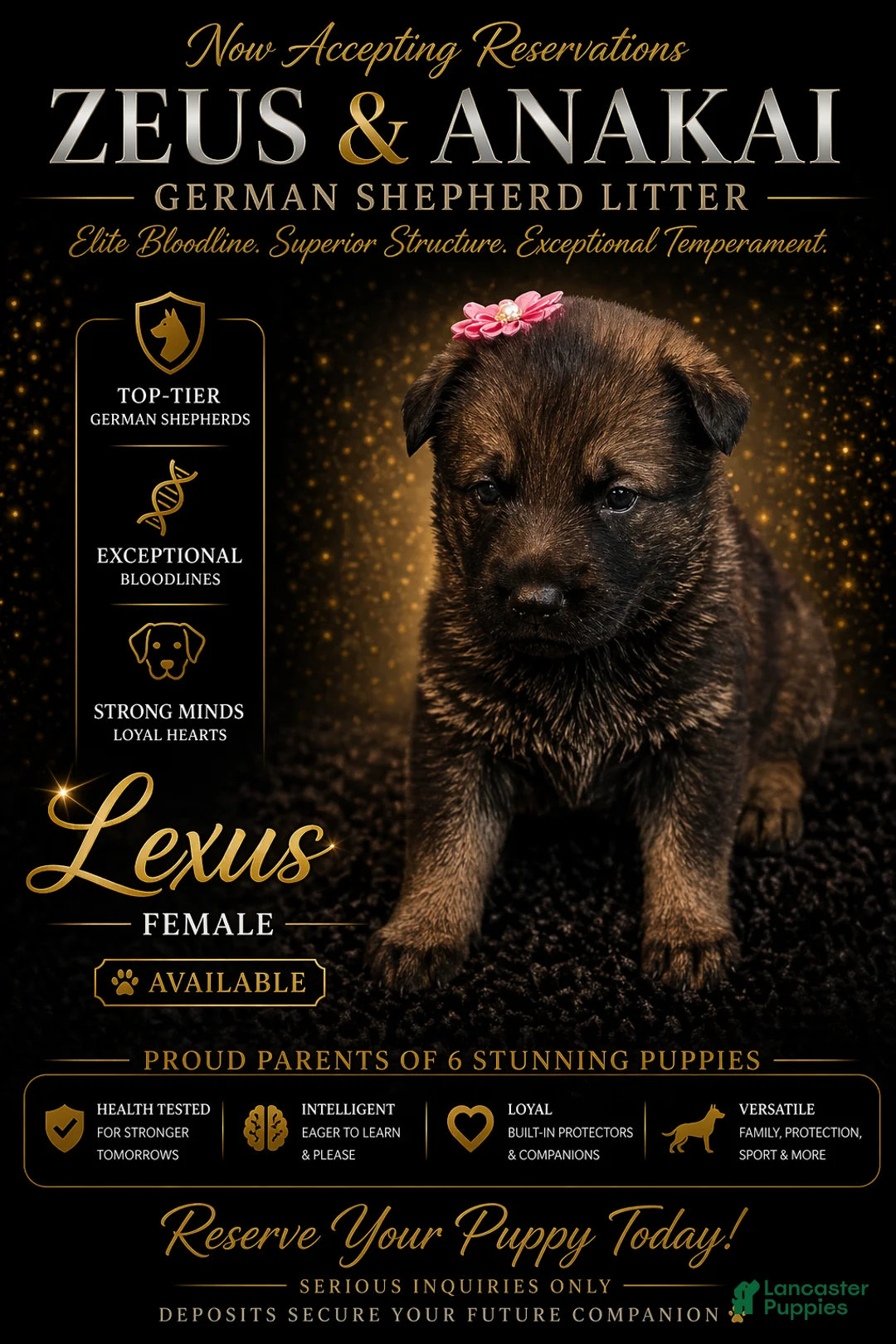 German Shepherd dogs for sale: Lexus - Ad 1