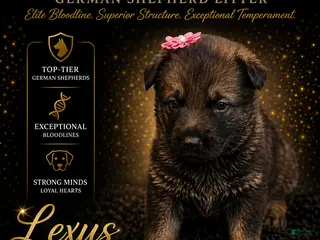German Shepherd dogs Lexus - Ad 24
