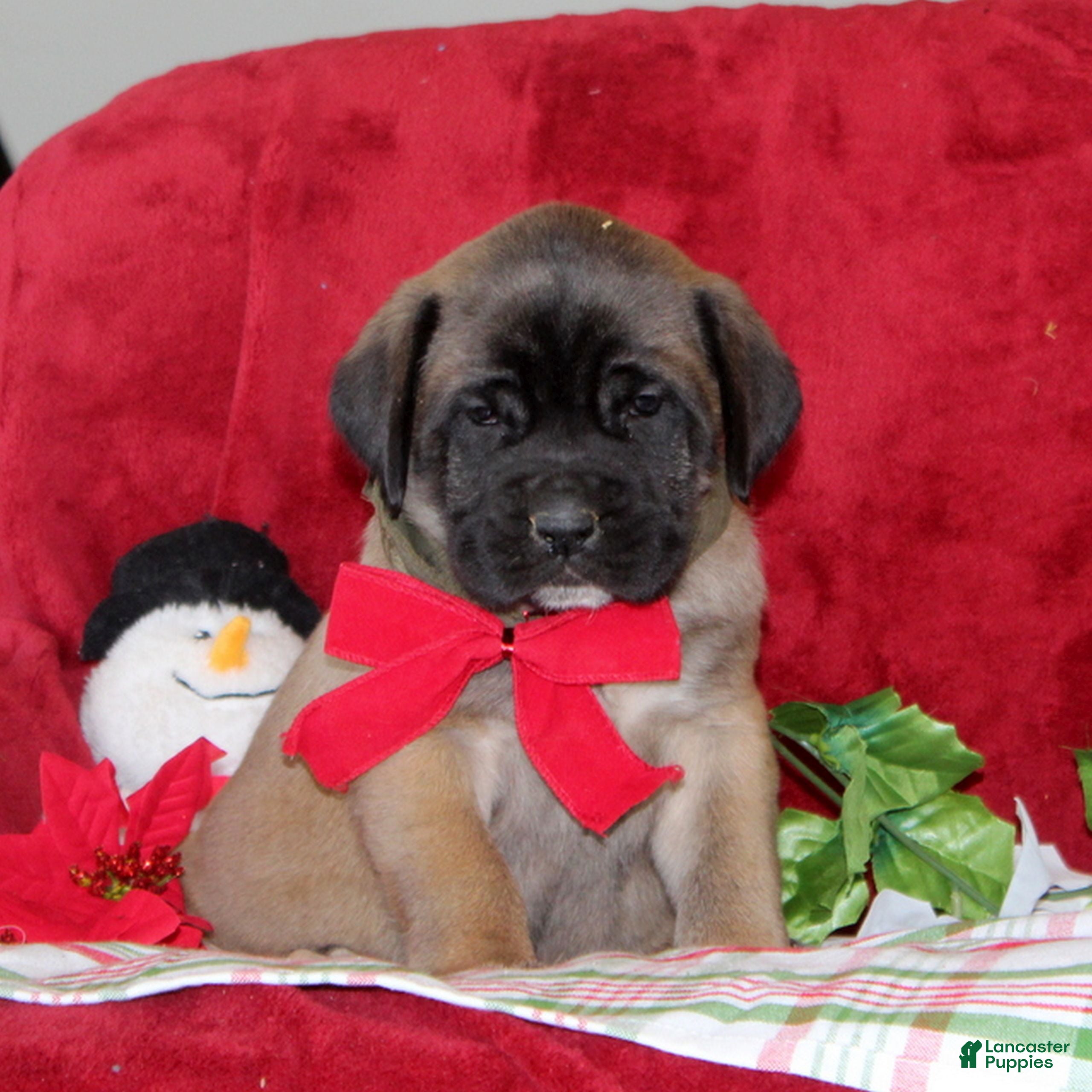 English Mastiff dogs Tasha  - Ad 7